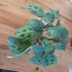 Maranta leuconeura kerchoveana nr 61, Huis en Inrichting, Kamerplanten, Ophalen of Verzenden, Halfschaduw, Minder dan 100 cm