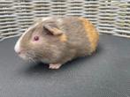 Cuy cavia beer, Dieren en Toebehoren, Knaagdieren, Cavia, Mannelijk, Juli, Tam