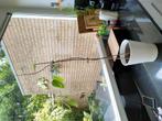 Afrikaanse baobab incl pot, Ophalen, Overige soorten, Minder dan 100 cm