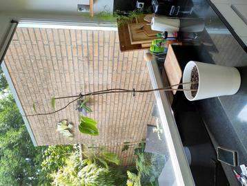 Afrikaanse baobab incl pot beschikbaar voor biedingen