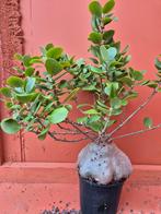 Hydnophytum papuanum XXL p21