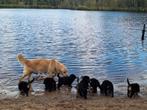 Australian shepherd x Golden retriever pups, Dieren en Toebehoren, Nederland, CDV (hondenziekte), 8 tot 15 weken, Meerdere