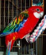 Gezocht rosella parkiet, Dieren en Toebehoren, Vogels | Parkieten en Papegaaien