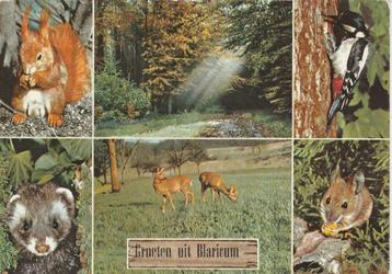 BLARICUM Eekhoorn Wasbeer Herten Specht Groeten beschikbaar voor biedingen