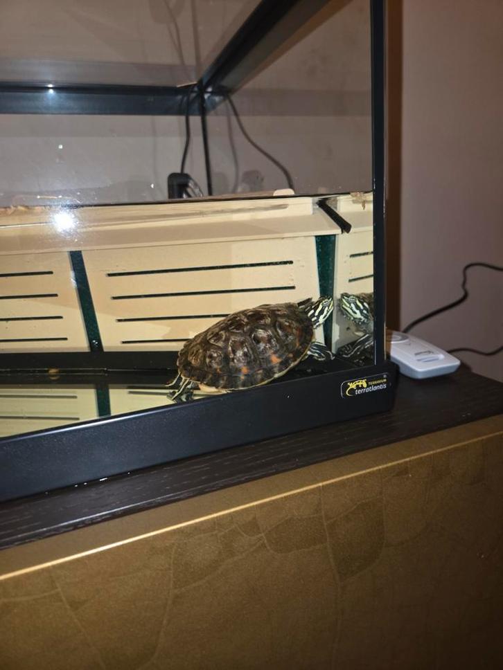 Geelwang schildpad met alle toebehoren
