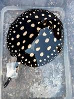 PURE Black diamond pups / Potamotrygon, Vis, Zoetwatervis, Schoolvis