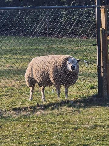 Texelaar Ram arr arr beschikbaar voor biedingen