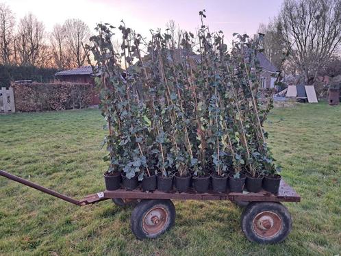 Mooie gestokte Hedera Hibernica (klimop) 120 cm in pot!, Tuin en Terras, Planten | Struiken en Hagen, Overige soorten, 100 tot 250 cm