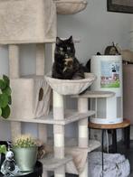 Poes, Kruising lang harige Brit met huis tuin keuken kat, Dieren en Toebehoren, 0 tot 2 jaar