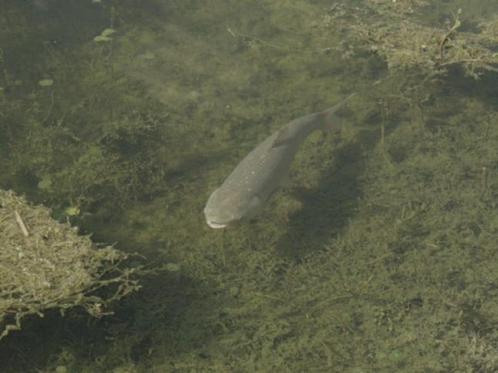 Graskarper, de tuinman in de vijver, graskarpers, Dieren en Toebehoren, Vissen | Vijvervissen, Karper of Koi
