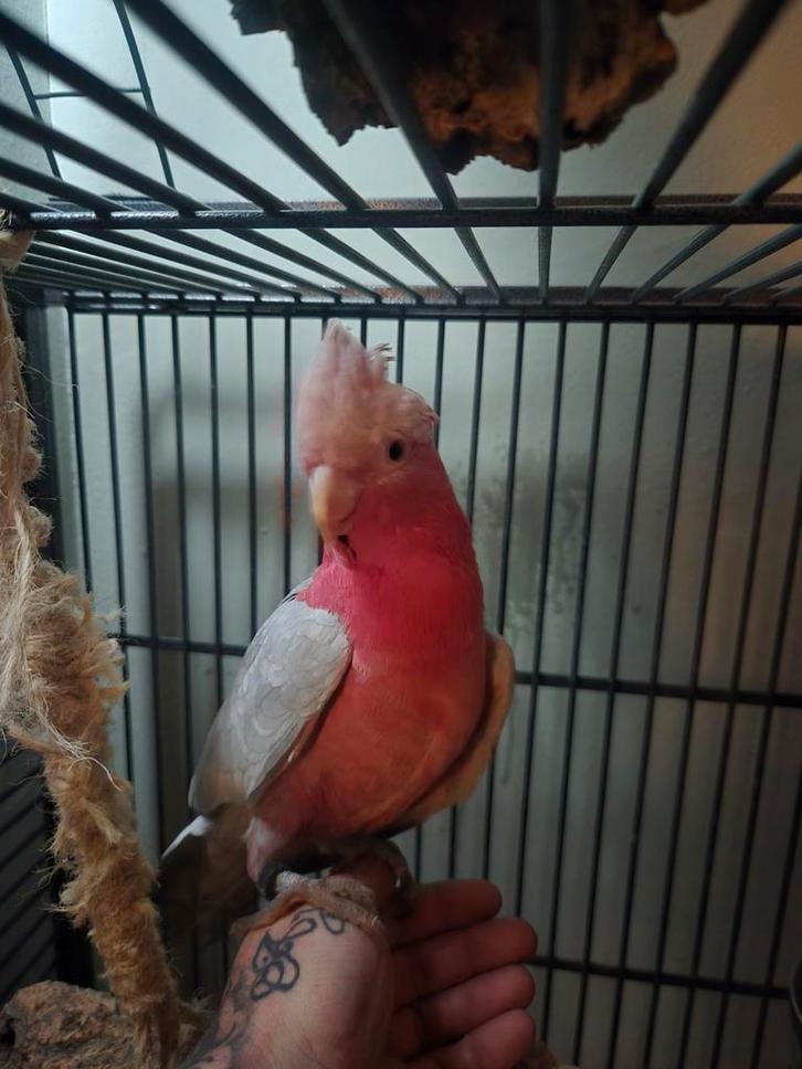 Roze kaketoe (juni 2025), Dieren en Toebehoren, Vogels | Parkieten en Papegaaien