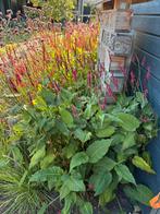 3x grote duizendknoop plant, Ophalen of Verzenden, Zomer, Volle zon