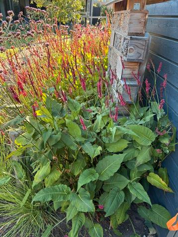 3x grote duizendknoop plant beschikbaar voor biedingen