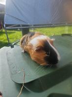 Langharige cavia s, Dieren en Toebehoren, Knaagdieren, Augustus, Mannelijk, Cavia