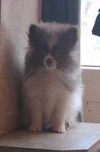 Pomeriaan, Parvo, Keeshond, 8 tot 15 weken, Meerdere