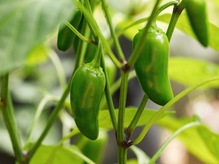 Jalapeño Peperzaden, Tuin en Terras, Bloembollen en Zaden, Zaad, Voorjaar, Volle zon, Verzenden