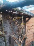 Gele en bonte kanaries, Dieren en Toebehoren, Meerdere dieren, Kleurkanarie