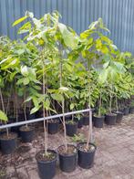 Pawpaw boom, Ophalen, Volle zon, Overige soorten