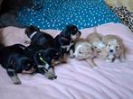 Mooie boerenfox/Slovensky Kopov puppy's, 8 tot 15 weken, Meerdere, Meerdere dieren, Middel