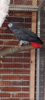 Grijze roodstaart man, Dieren en Toebehoren, Mannelijk