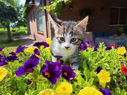4 lieve boerderijkittens, Dieren en Toebehoren, Katten en Kittens | Overige Katten, Kortharig, Meerdere dieren, 0 tot 2 jaar