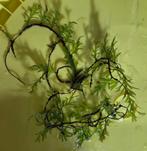 Crepidomanes Grape leaf ( varen/plant/aquarium), Kreeft, Krab of Garnaal, Zoetwatervis, Schoolvis