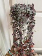 String of hearts variegata stekjes, Huis en Inrichting, Kamerplanten, Ophalen of Verzenden, Overige soorten, Minder dan 100 cm