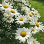 Margriet Alaska, Tuin en Terras, Zomer, Vaste plant, Overige soorten, Ophalen