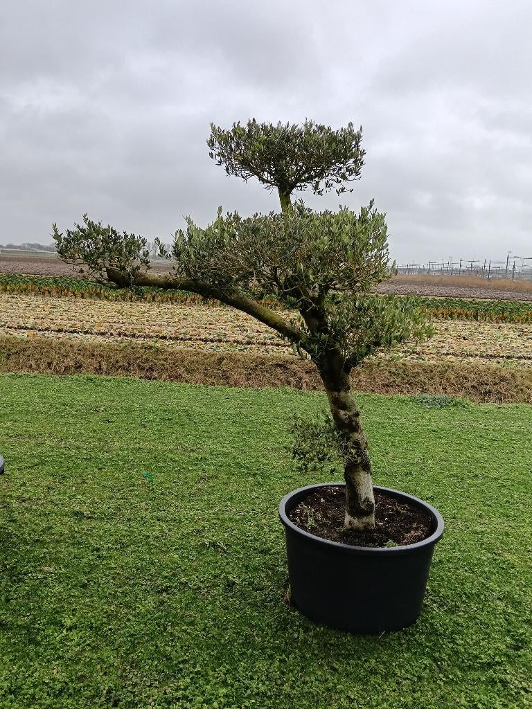 Olijfboom, Tuin en Terras, Planten | Bomen, Bloeit niet, 100 tot 250 cm, Olijfboom, Ophalen