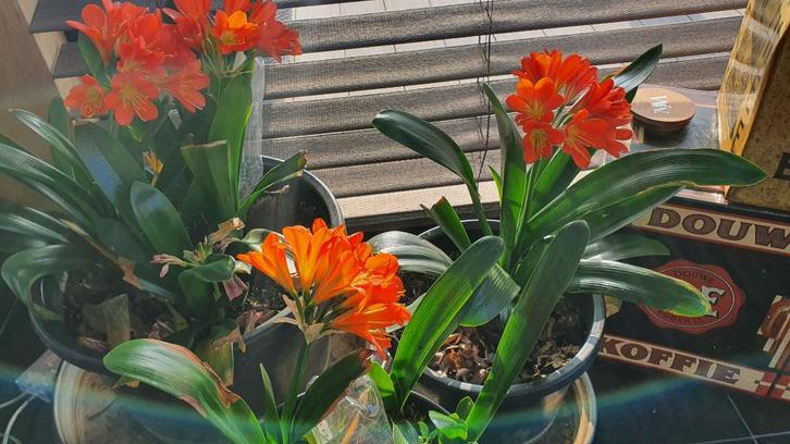 Clivia's kan bij warm weer naar buiten, niet winterhard, Huis en Inrichting, Kamerplanten, Overige soorten, Minder dan 100 cm