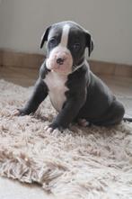 American Bully XL pups Belgie ABKC, België, Rabiës (hondsdolheid), Overige rassen, 8 tot 15 weken