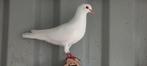Duif, Dieren en Toebehoren, Mannelijk, Postduif