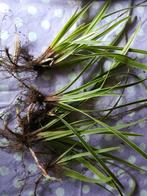 Carex Morrowii Variegata - Zegge stekken voor bodembedekking, Volle zon, Vaste plant, Siergrassen, Ophalen of Verzenden