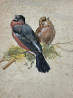 XIXe Antiek 1894 gouache akwarel paar goudvinken J. B. Gesig, Antiek en Kunst, Kunst | Schilderijen | Klassiek, Ophalen of Verzenden