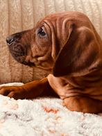2 Rhodesian Ridgeback pups ( reu) zonder ridge te koop., Rabiës (hondsdolheid), Overige rassen, 8 tot 15 weken, Meerdere
