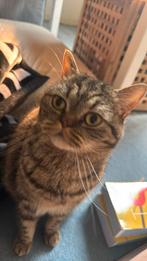 Britse korthaar Ter overname wegens verbouwingsstress, Dieren en Toebehoren, Katten en Kittens | Overige Katten, Kater