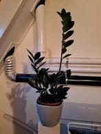 Zamioculcas - zz plant - kamerplant, Ophalen, Vetplant, Halfschaduw, In pot