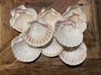 35 Sint Jacobsschelpen - Heel & Schoon schelpen groot, Hobby en Vrije tijd, Ophalen of Verzenden, Nieuw, Materiaal