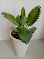 Kalanchoë daigremontiana., Huis en Inrichting, Kamerplanten, Ophalen, Vetplant, Volle zon, Minder dan 100 cm