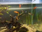 Platy s, Vis, Zoetwatervis