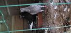 Figurita duiven, Dieren en Toebehoren, Vogels | Duiven, Meerdere dieren, Postduif