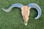 KOOPJE! Teak schedel met hoorns 50cm - ZGAN, Ophalen, Zo goed als nieuw