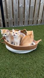 Britse korthaar gouden / British shorthair golden kittens, Meerdere dieren, Gechipt, 0 tot 2 jaar