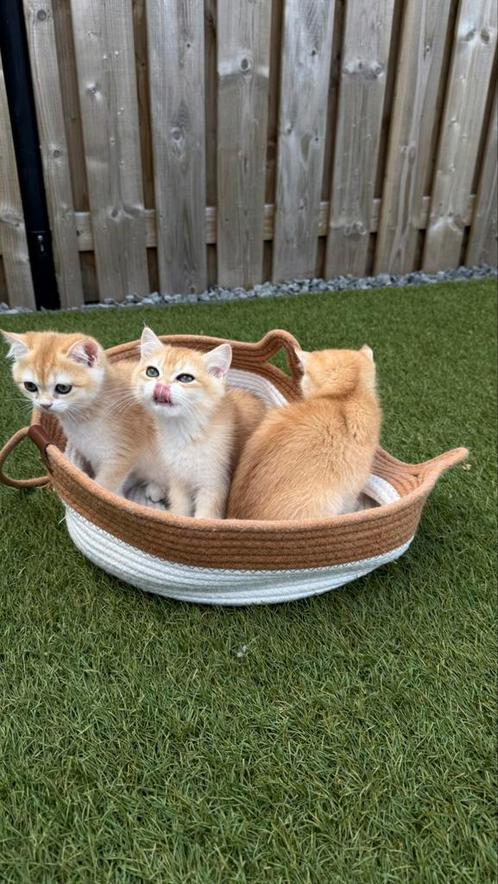 Britse korthaar gouden / British shorthair golden kittens, Dieren en Toebehoren, Katten en Kittens | Raskatten | Korthaar, Meerdere dieren