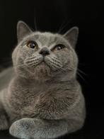 Britse korthaar blauw, Dieren en Toebehoren, Katten en Kittens | Raskatten | Korthaar, Kater, Ontwormd