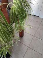 Kamerplant ca 30 graslelies + pannekoekplanten ook verzenden, Ophalen of Verzenden, Halfschaduw, Minder dan 100 cm
