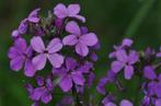 Zaden Damastbloem / Hesperis (2025), Ophalen of Verzenden, Voorjaar, Halfschaduw, Zaad