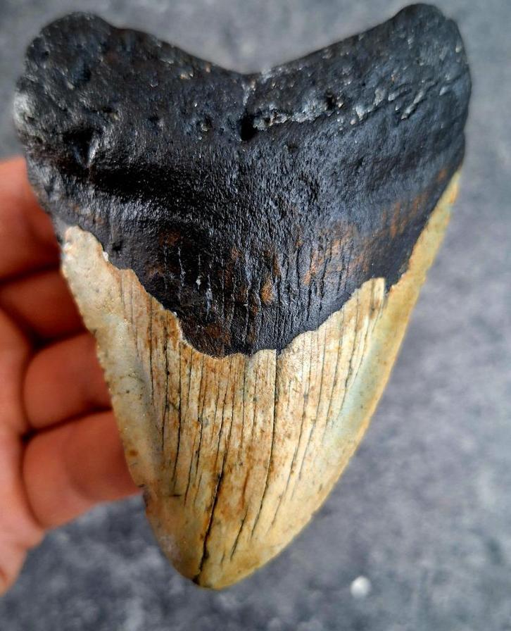 MEGALODON TAND USA	122	gr	10.4x7.3x1.5	cm, Verzamelen, Mineralen en Fossielen, Fossiel, Ophalen of Verzenden