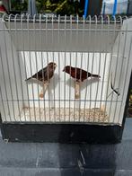 Rood agaat intensief/schimmel kanaries, Dieren en Toebehoren, Vogels | Kanaries, Meerdere dieren, Kleurkanarie