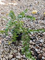 Buxusvervanger de lonicera nitida maigrun, Ophalen of Verzenden, Overige soorten, Minder dan 100 cm